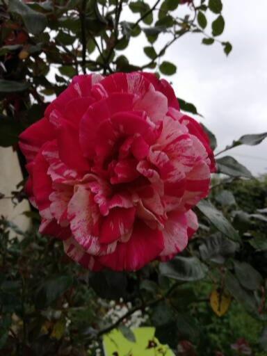 Вилла Au Coeur Du Jardin La Boussac Экстерьер фото