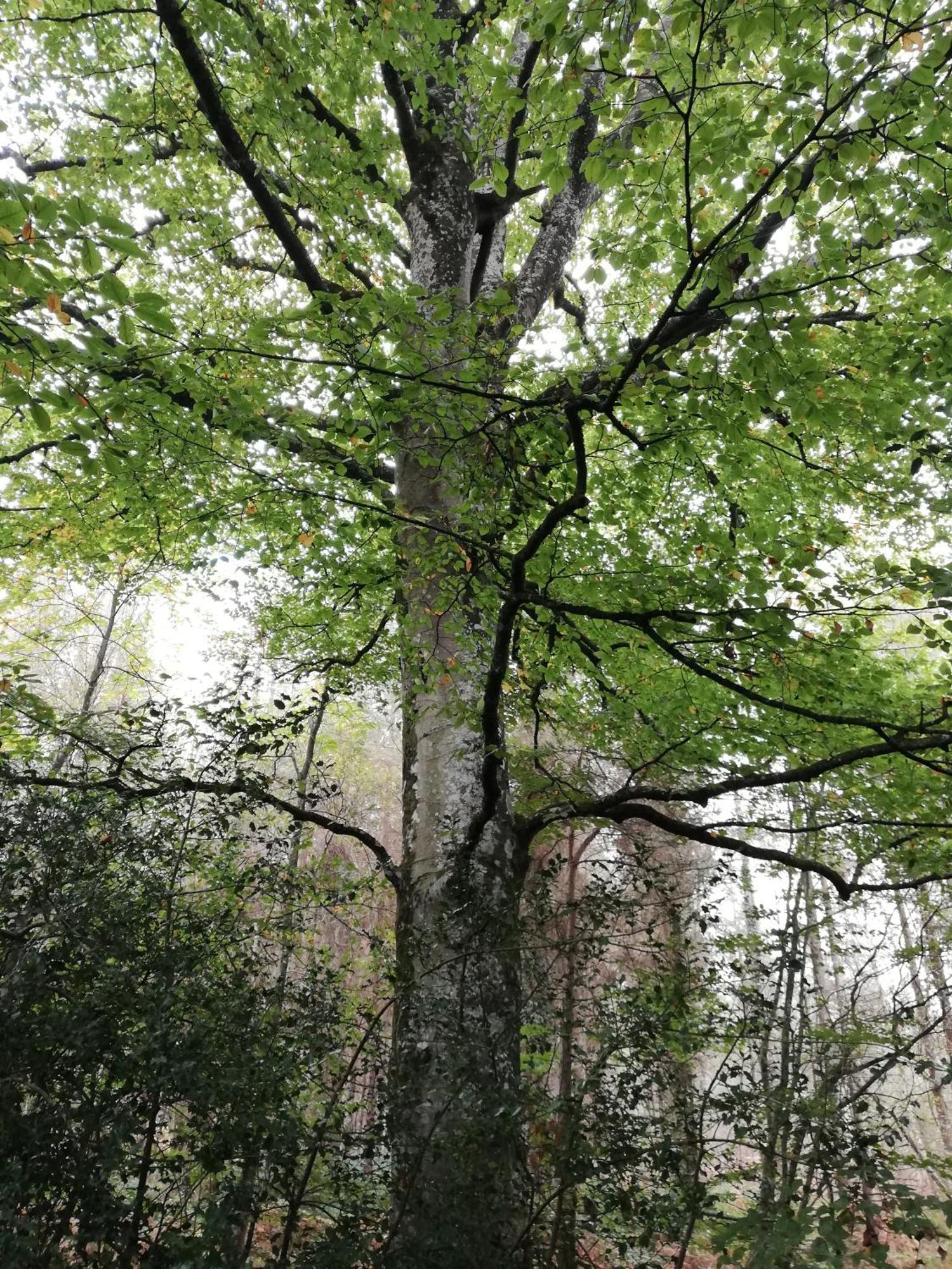 Вилла Au Coeur Du Jardin La Boussac Экстерьер фото
